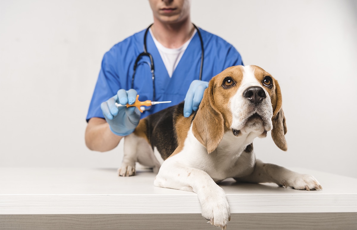 Exploración veterinaria a un perro sobre una mesa clínica, con instrumental y guantes visibles durante el procedimiento