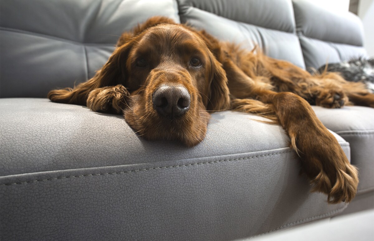 Perro descansando sobre un sofá de cuero gris en un interior doméstico, con el cuerpo extendido y la cabeza apoyada en el borde