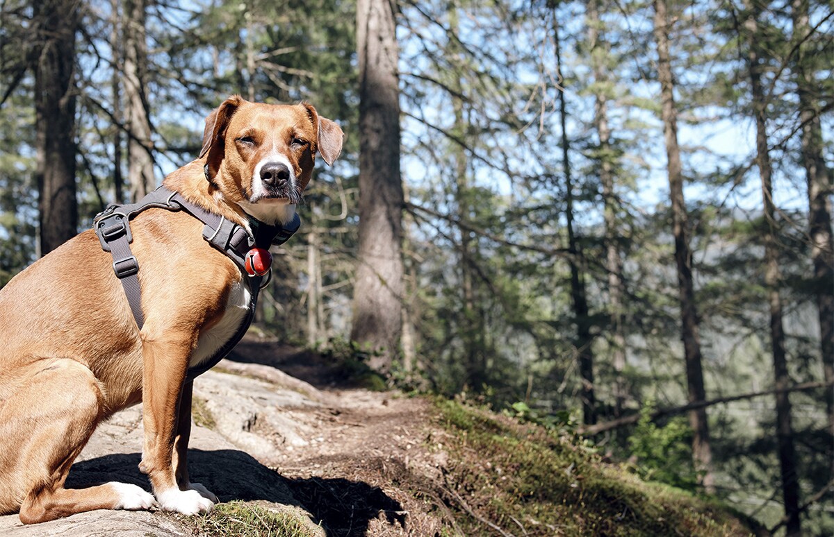Perro sentado en un sendero forestal con arnés colocado, rodeado de árboles y suelo cubierto de hojarasca
