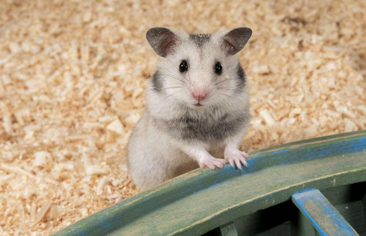 ¡Lo que faltaba! Has visto algo que te hace sospechar la presencia de ratas en tu casa. No desesperes, tu seguro de hogar puede echarte una mano.