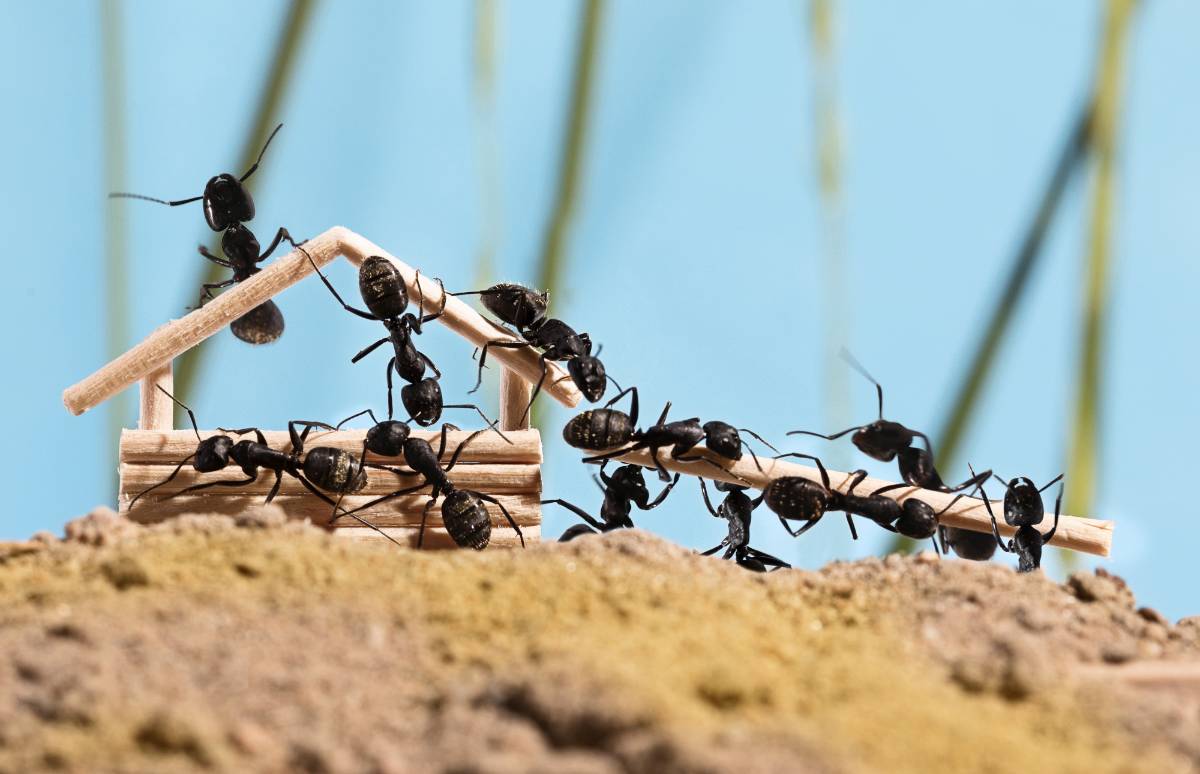 ¡Horror! Acabas de encontrar una plaga de hormigas en casa. ¿Te habrás dejado migas en la encimera? ¿Algunos granos de azúcar? Descubre qué puedes hacer para erradicarla.