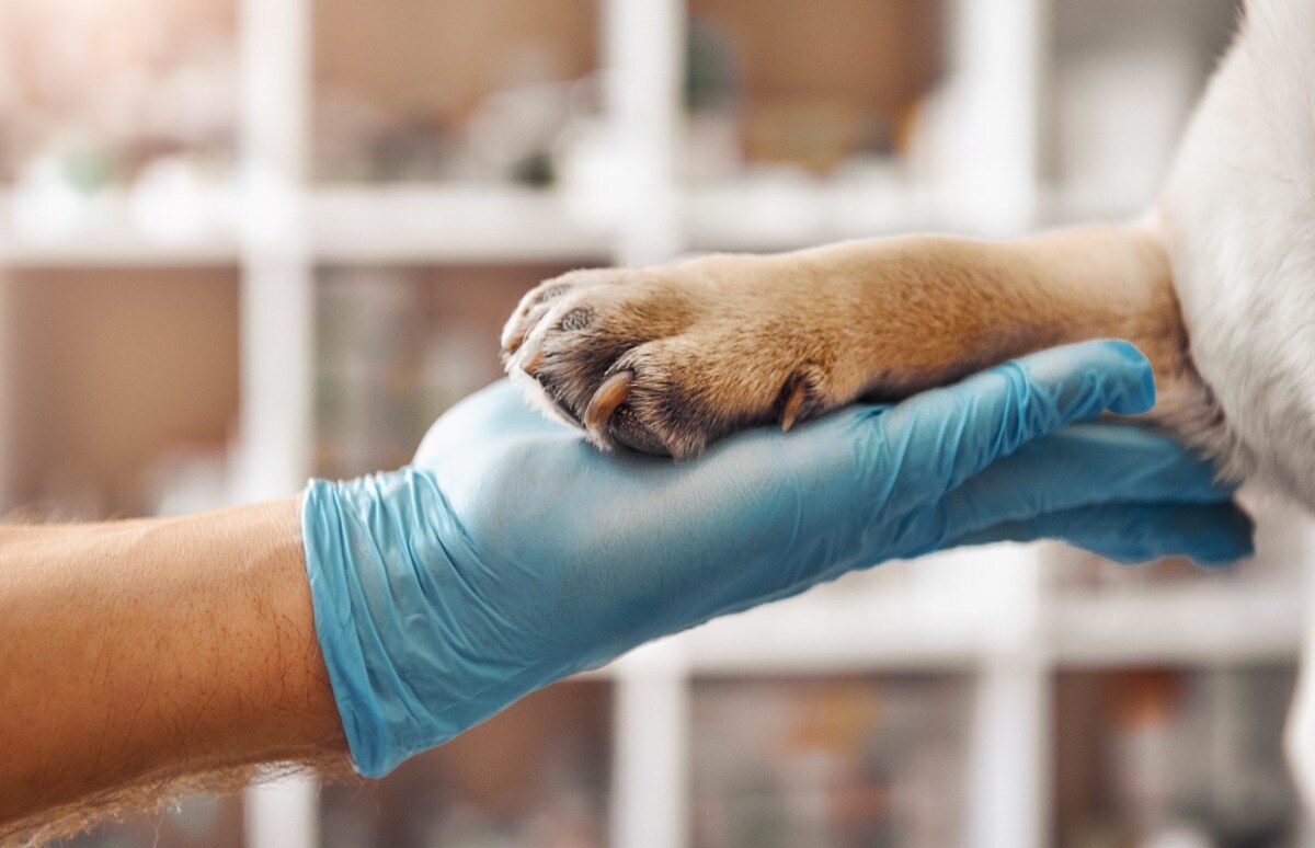 El fallecimiento de nuestras mascotas es desgarrador, pero debemos estar prevenidos. Un seguro de decesos para mascotas te evitará malos tragos.