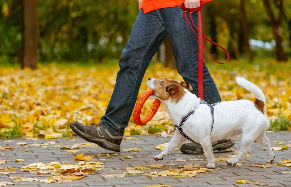 Estar en forma paseando a tu perro