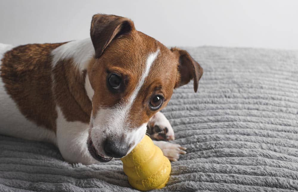 Juguetes seguros para tu mascota