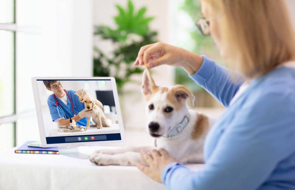 Telemedicina veterinaria: ¿la nueva normalidad?
