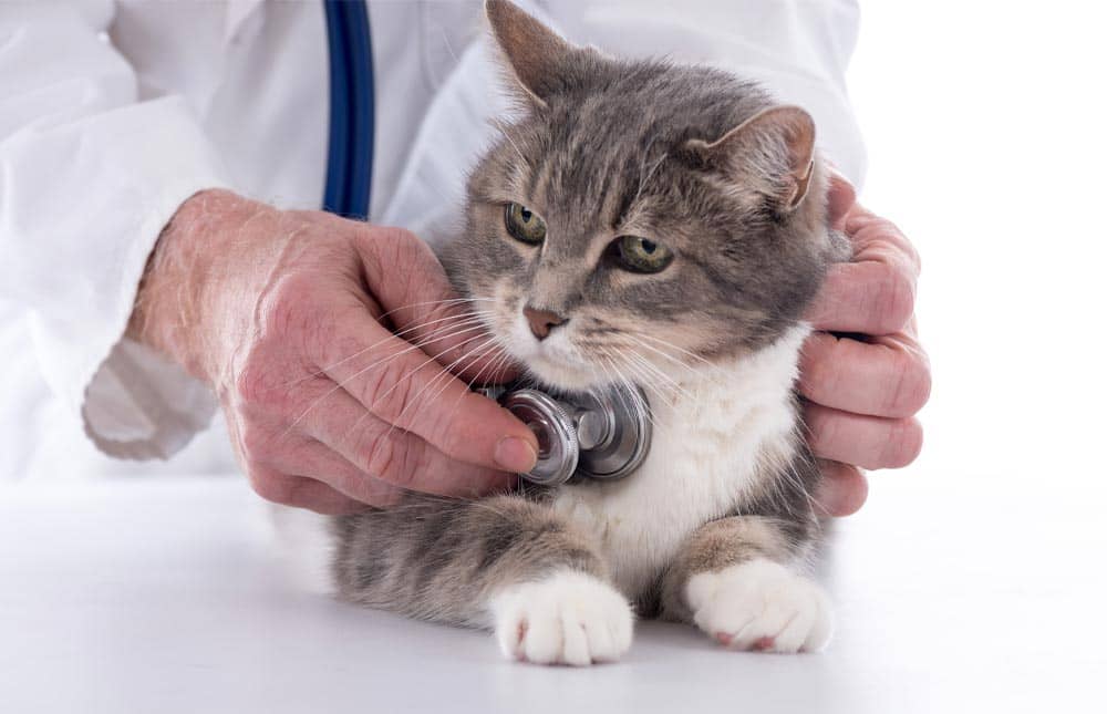 ¿Tienes un gato sano?