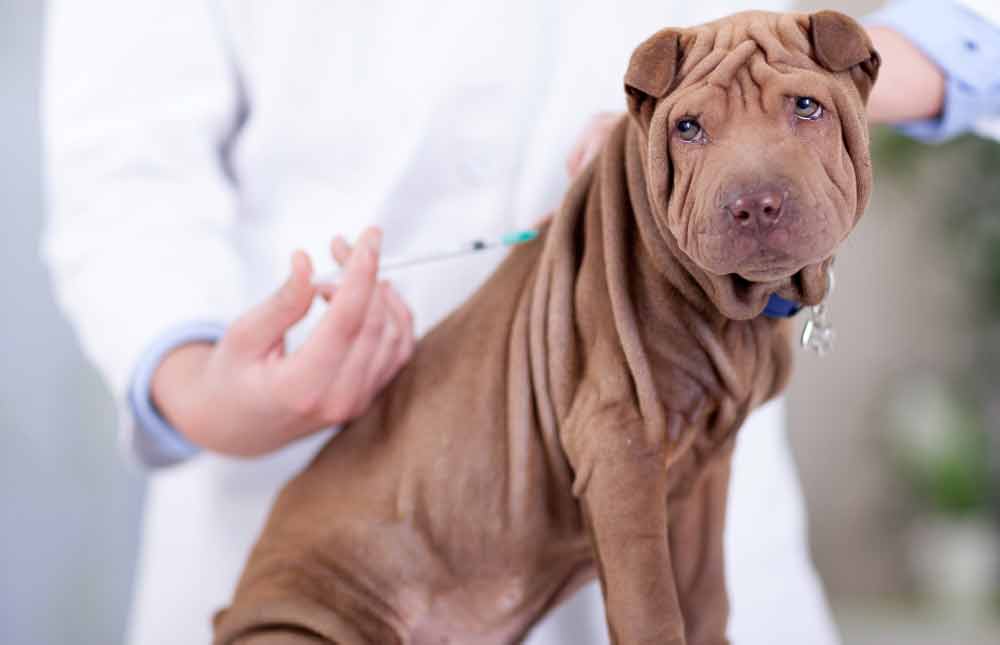 ¿Los seguros de perros cubren las vacunas?