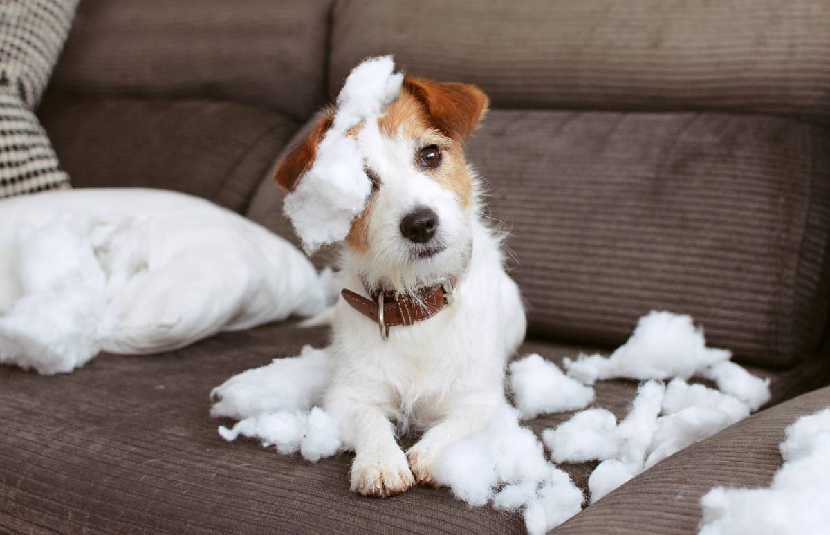 Algunos perros pasan una temporada en la que muerden los muebles, sobre todo cuando son cachorros. ¿Cubre el seguro estos desperfectos?¿y qué pasa si los muebles son de una casa de alquiler? Echa un vistazo.