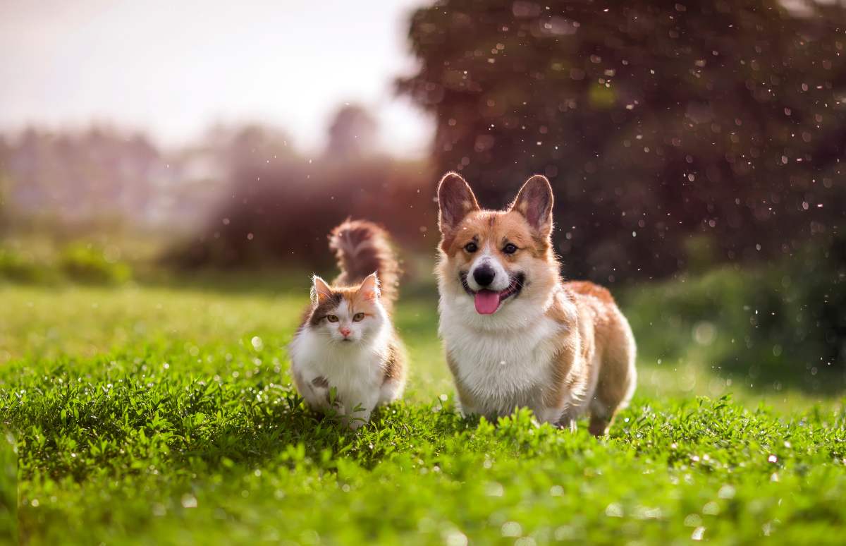 Si tienes una mascota y te preguntas si debes incluirla en tu seguro de hogar, hoy te damos la respuesta.