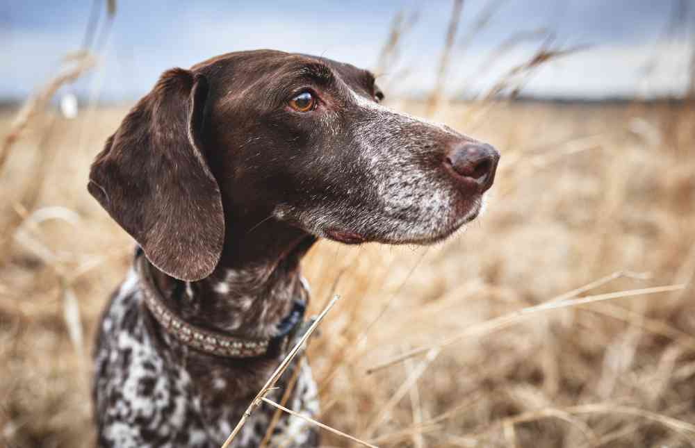 La silueta de un perro está intrínsecamente ligada a la de un cazador, recortándose en un amanecer. ¿Hay perros que estén más dotados para este deporte? Vamos a verlo…