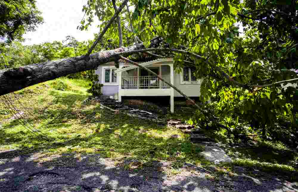 ¡Un vendaval o una tormenta te ha destrozado el jardín! Verlo es desolador, pero tu seguro de hogar quizá pueda ayudarte a dejarlo igual de bonito que antes.