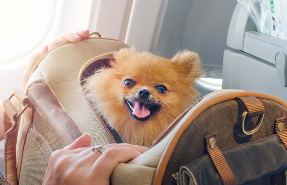 Viajar con una mascota siempre requiere una serie de precauciones y preparativos. Te mostramos las claves para viajar con mascotas en avión.