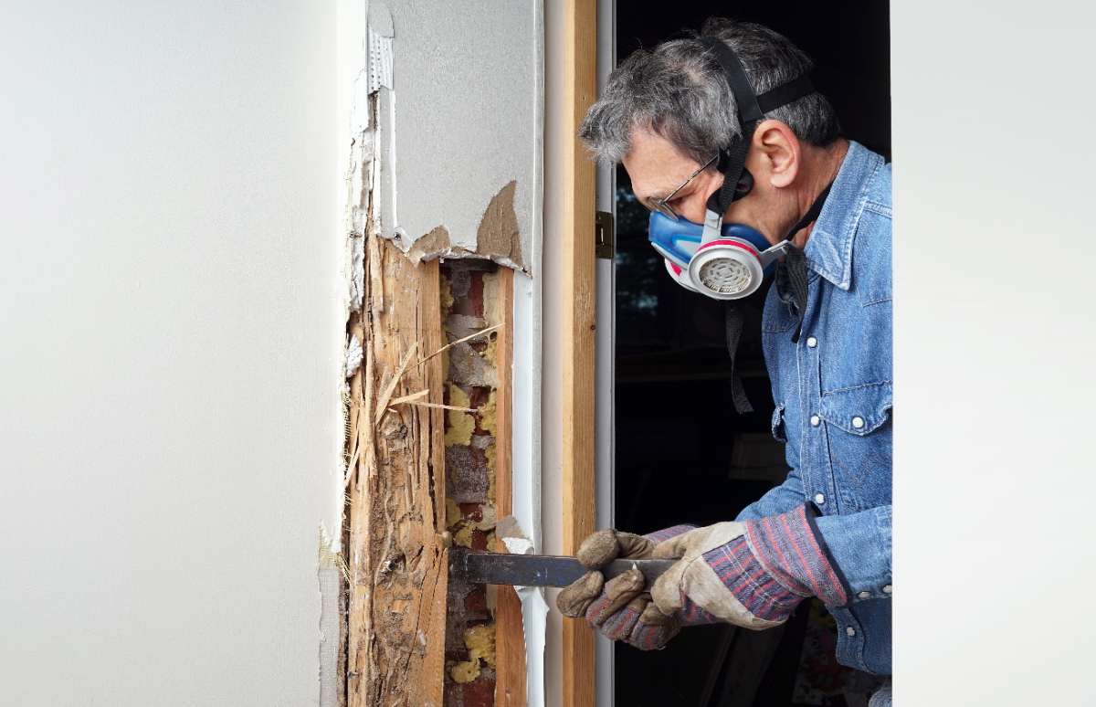 Ese polvillo que veías últimamente tenía que salir de algún lado… ¡tienes termitas en casa! Te contamos los daños que pueden causar estos insectos.