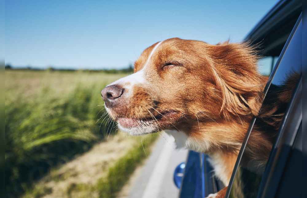 Viajar con mi perro estas vacaciones