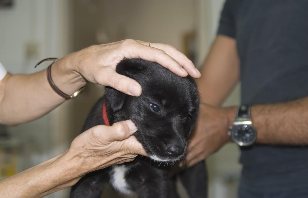 ¿Tu perro tiene los ojos azules?¿Sabías que puede deberse a una enfermedad? Descúbrelo.