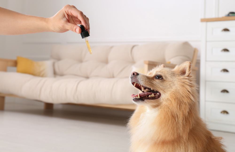 Si tu perro tiene dermatitis atómica te interesa leer lo que traemos hoy.