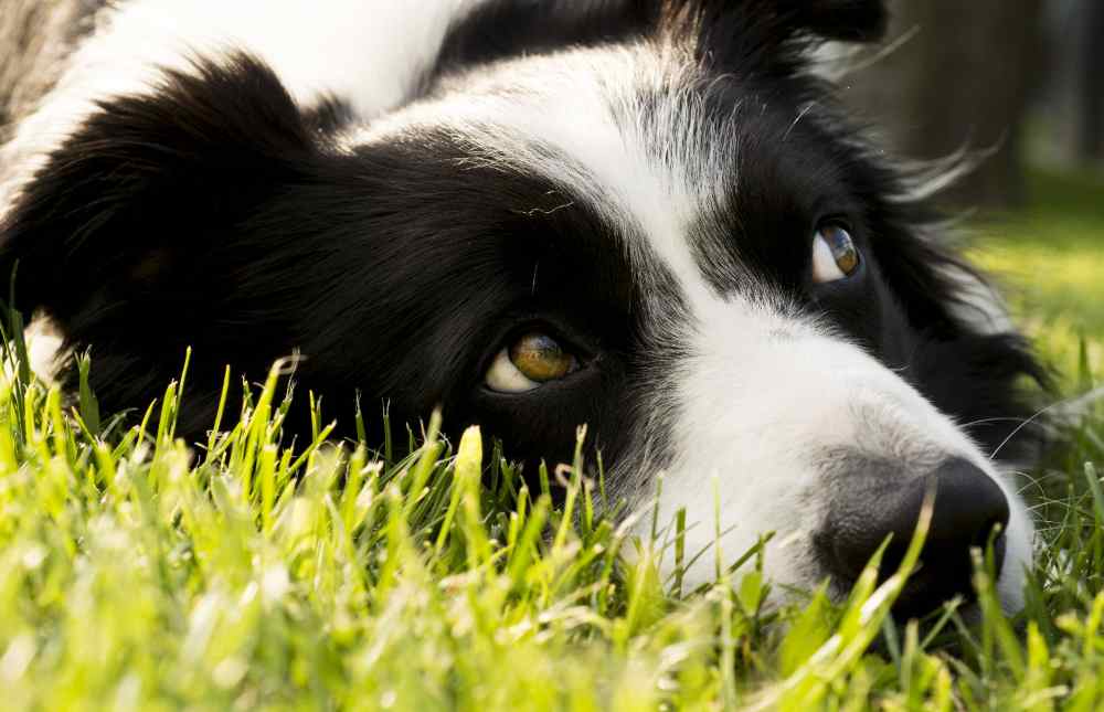 Si tienes un perro y eres fan de lo natural, aquí te dejamos algunos consejos para que lo desparasites.