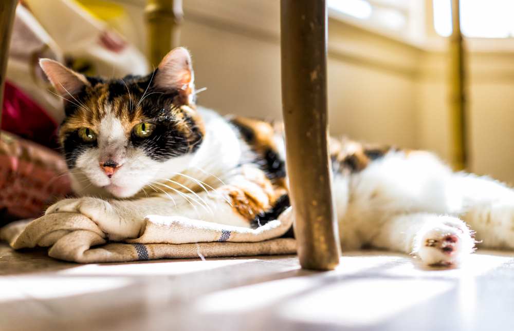 ¿Tu gato tiene parásitos? ¿Quieres protegerle de ellos? Sigue leyendo...