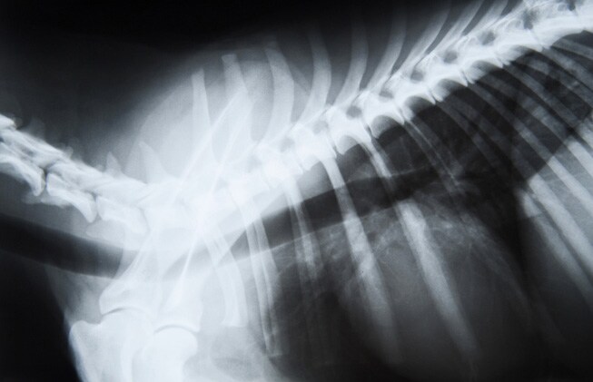 Displasia de cadera en perros