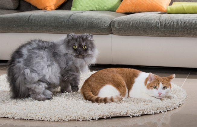 Consejos para tener un gato en un piso