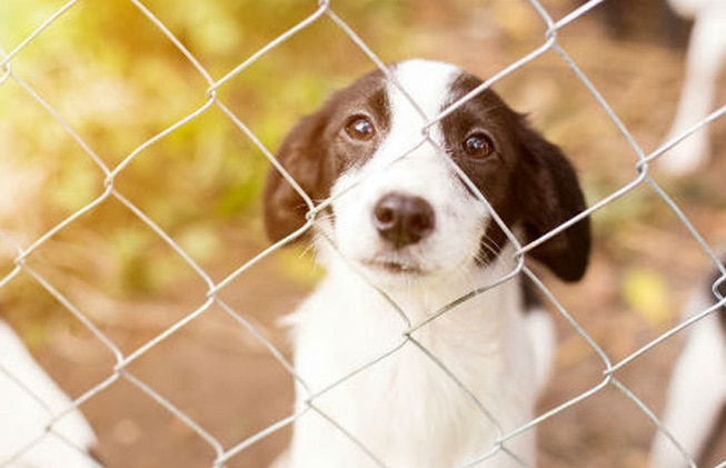 Adoptar un perro