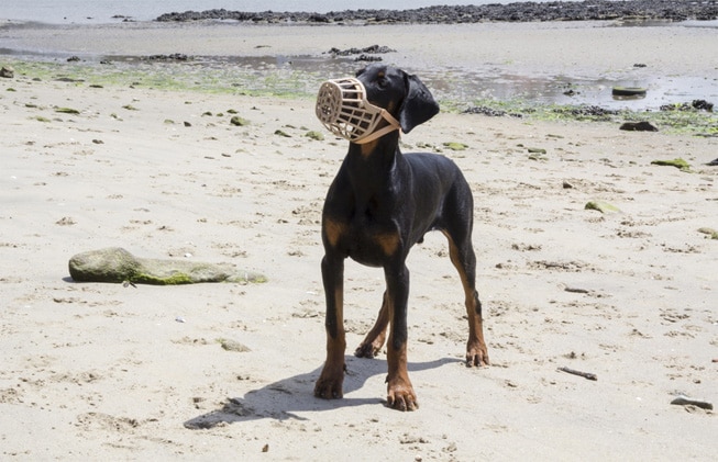 Razas de perros peligrosos