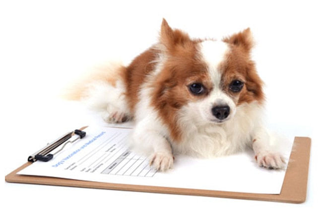 Documentación que ha de tener tu perro