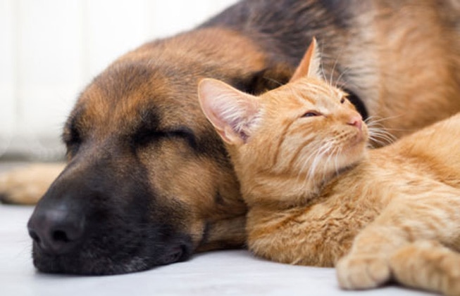 Tipos de seguros para mascotas