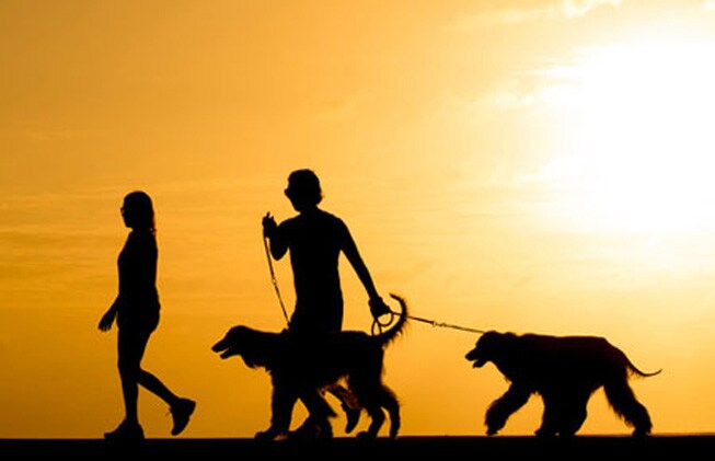 Hacer turismo rural con mascotas, cada vez más fácil