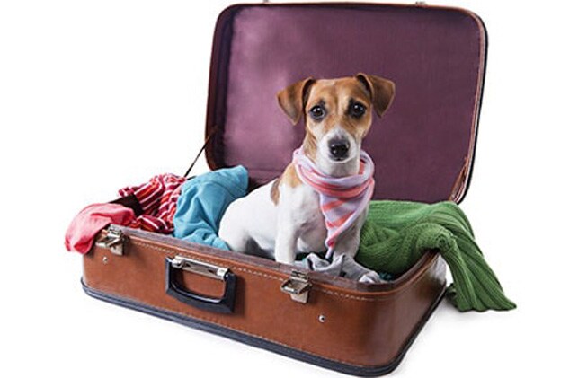 Viajar con tu mascota: consigue un trayecto cómodo y seguro 