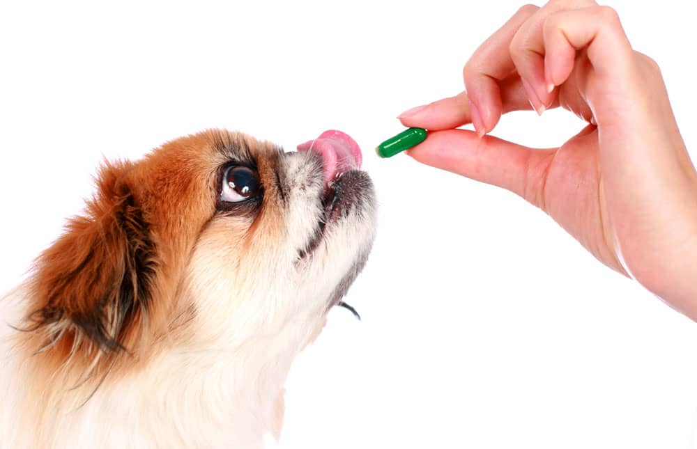 ¿Qué efectos tiene la vitamina E en los perros y gatos?