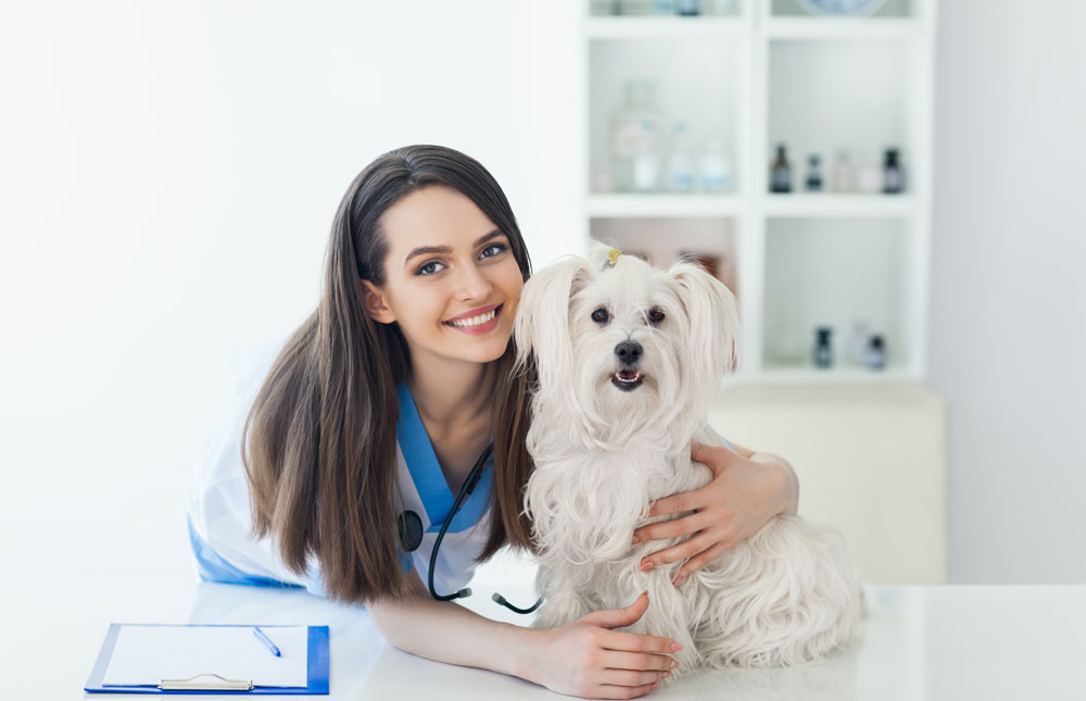 Beneficios de contar con un seguro veterinario