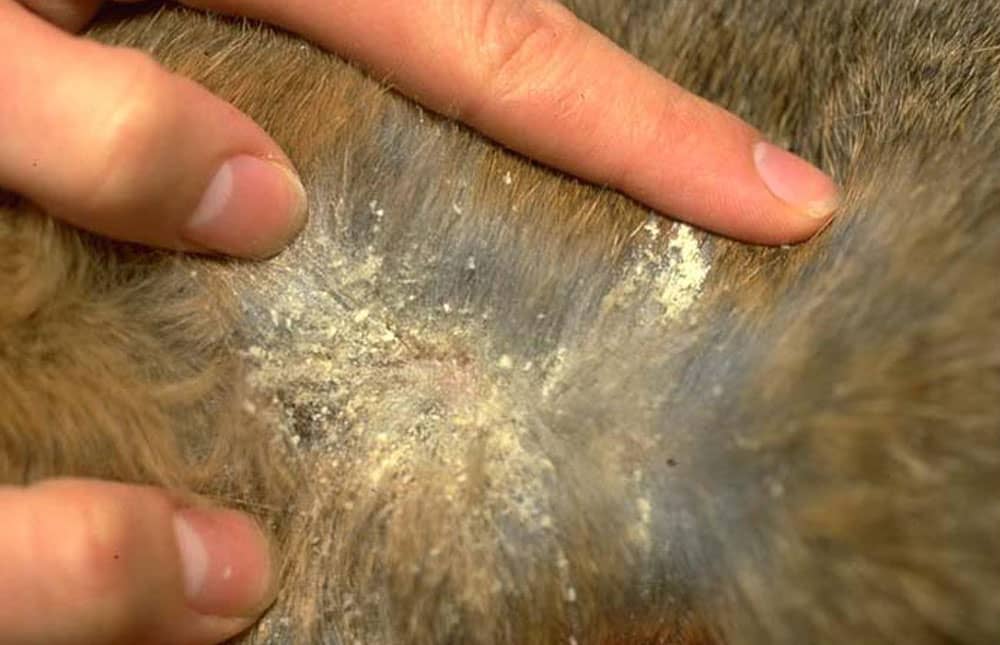 ¿Qué es la cheyletiella en mascotas?