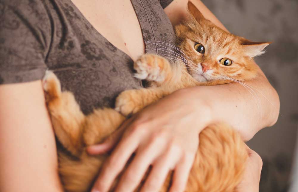 Consejos para adoptar un gato