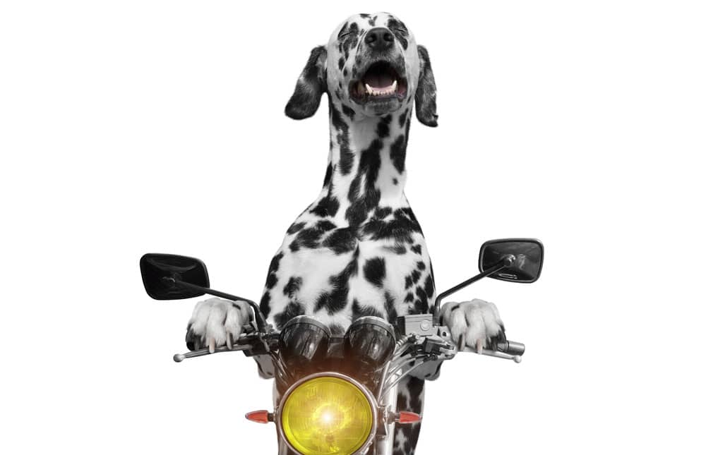 ¿Sabes si es legal transportar a tu mascota en moto?