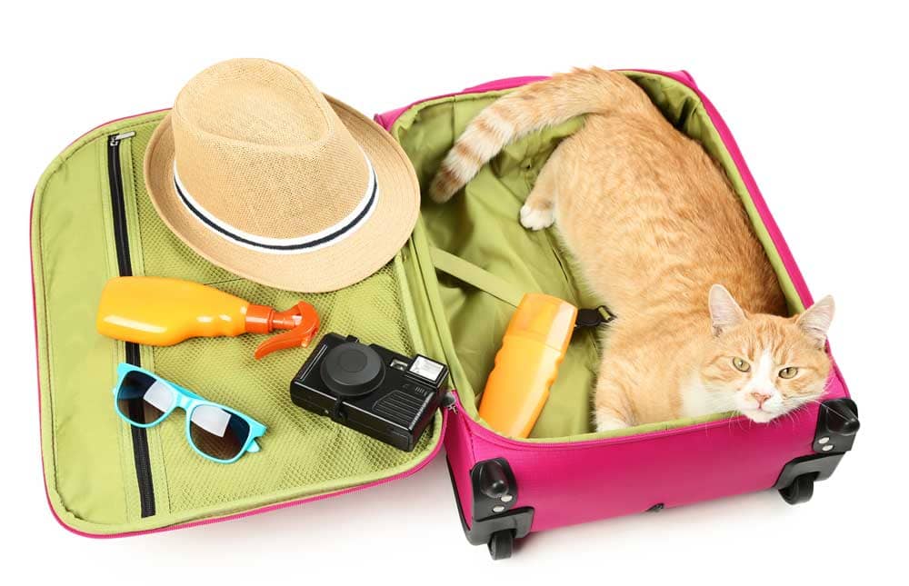 Consejos para viajar con tu gato